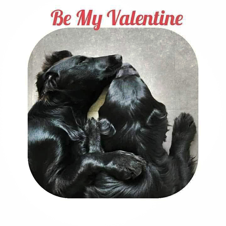 2021 Doarpskeamer Akkrum winnaar Valentine fotowedstrijd